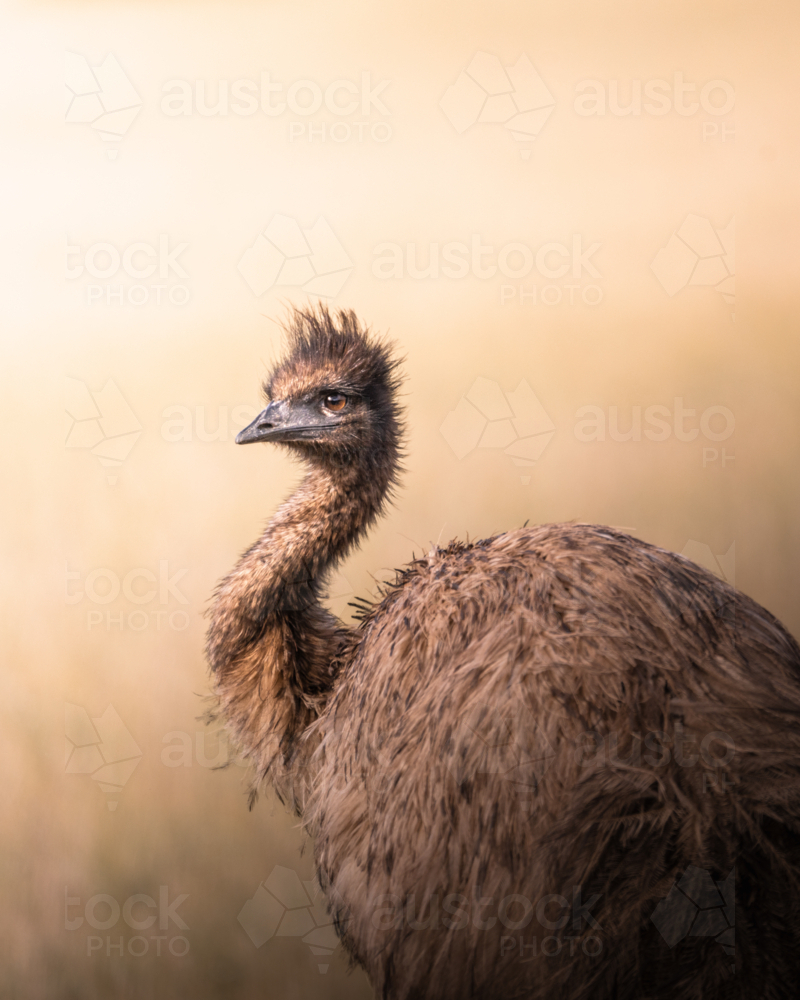 Wild Emu with shaggy feathers and long neck - Australian Stock Image