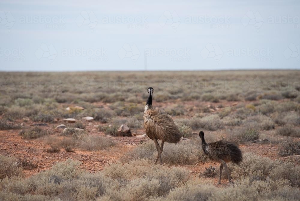 Wild emus in scrubby desert - Australian Stock Image