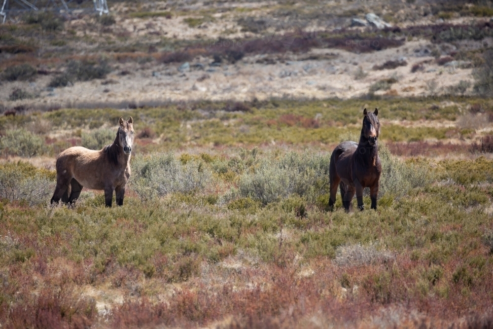 Wild (feral) Snowy Mountains brumbies in open grassland - Australian Stock Image