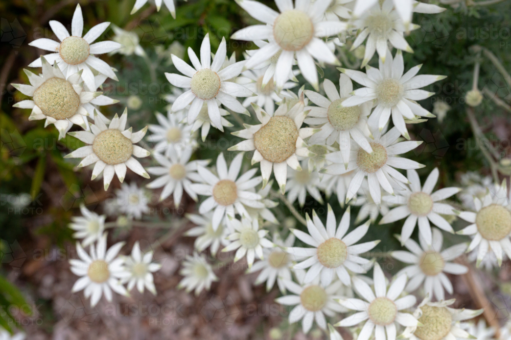 Wild flannel flowers growing in bushland - Australian Stock Image