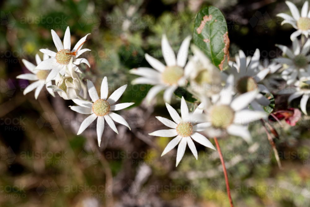 Wild flannel flowers growing in bushland - Australian Stock Image