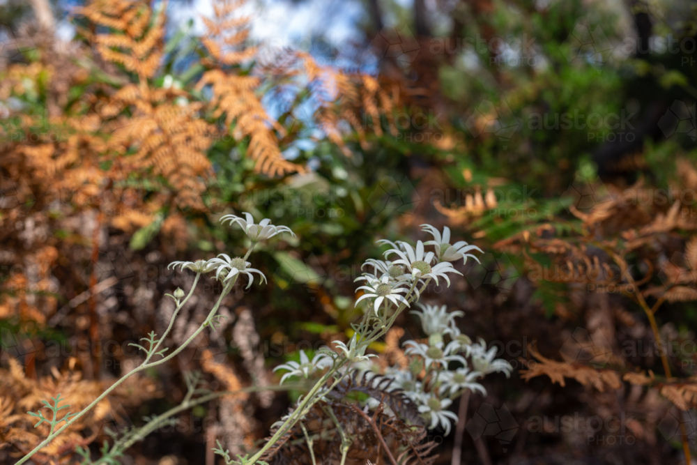 Wild flannel flowers growing in bushland - Australian Stock Image