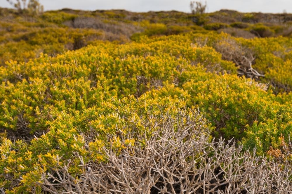 Wild flora in outback australia - Australian Stock Image