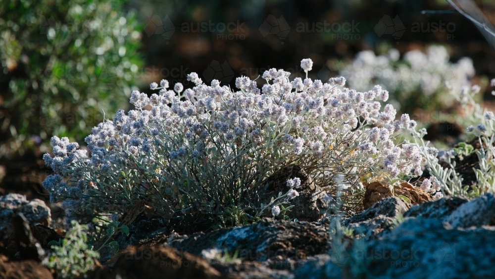 Wild flowers close up in the outback - Australian Stock Image