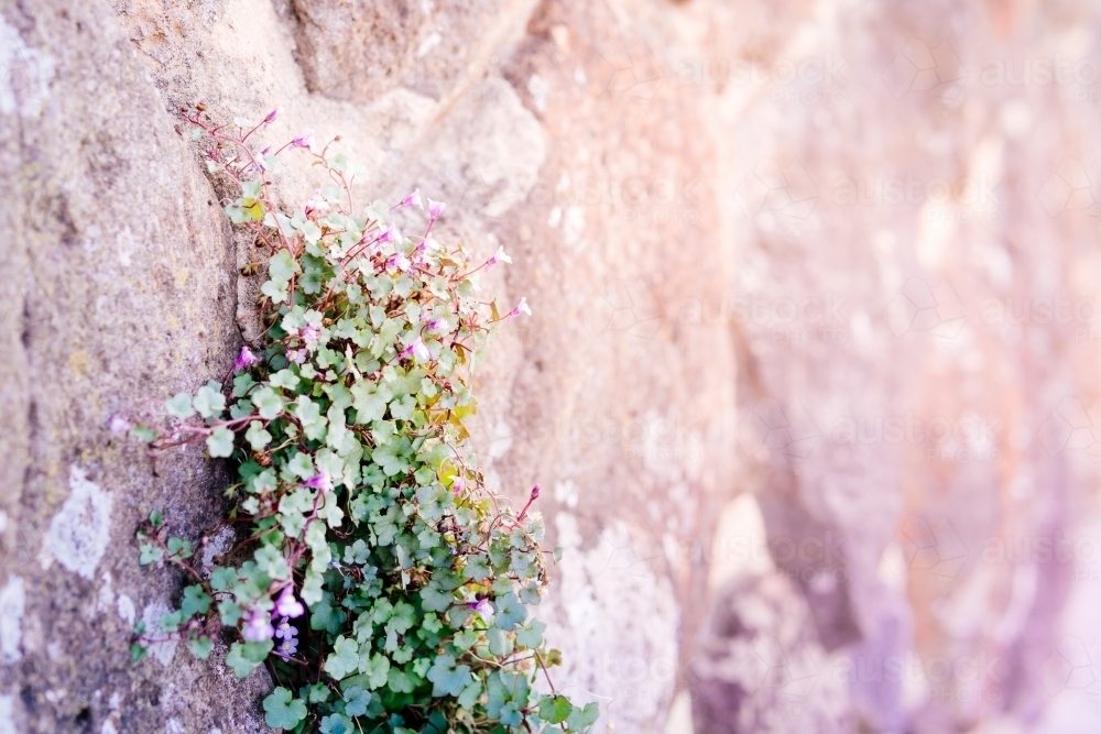 Wild flowers growing through concrete ground.  Force of nature concept. - Australian Stock Image