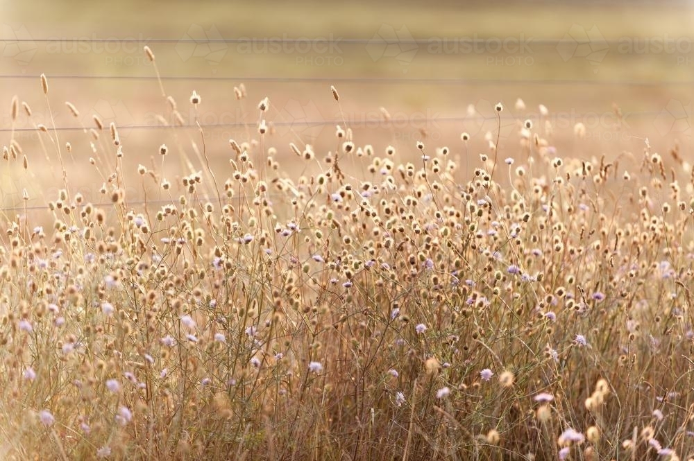 Wild Flowers next to a farm fence - Australian Stock Image
