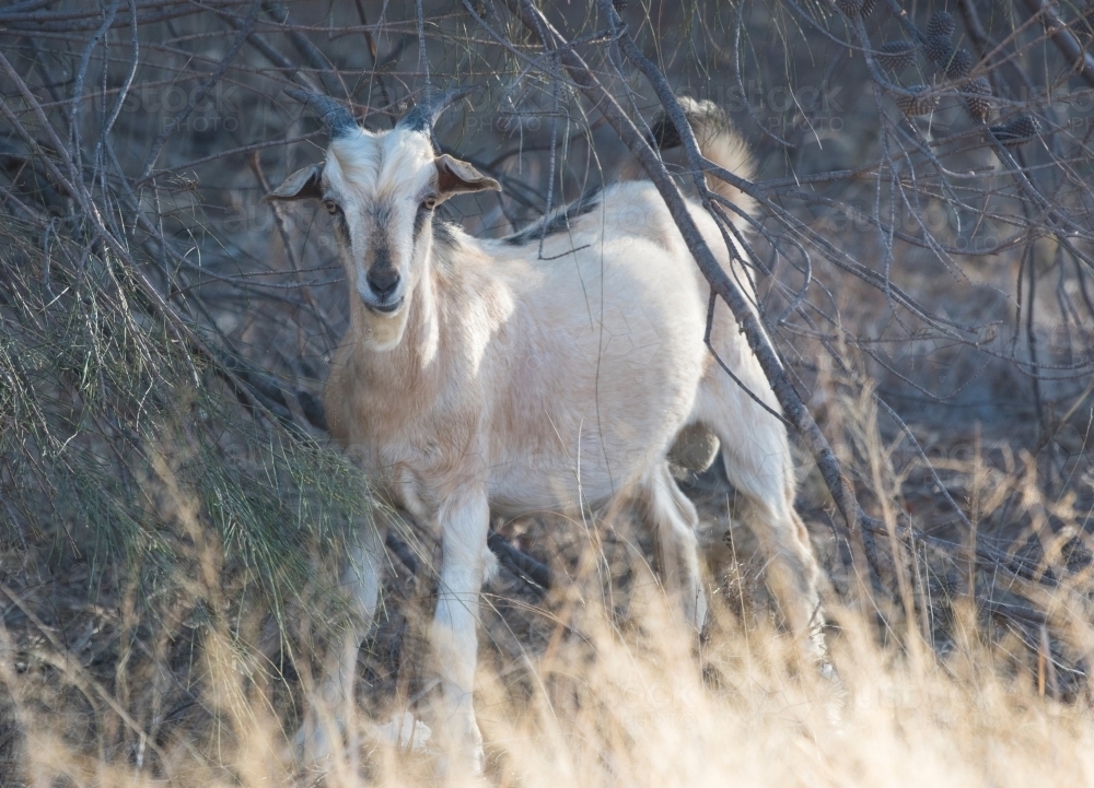 Wild goat surrounded by bushland looking at camera. - Australian Stock Image