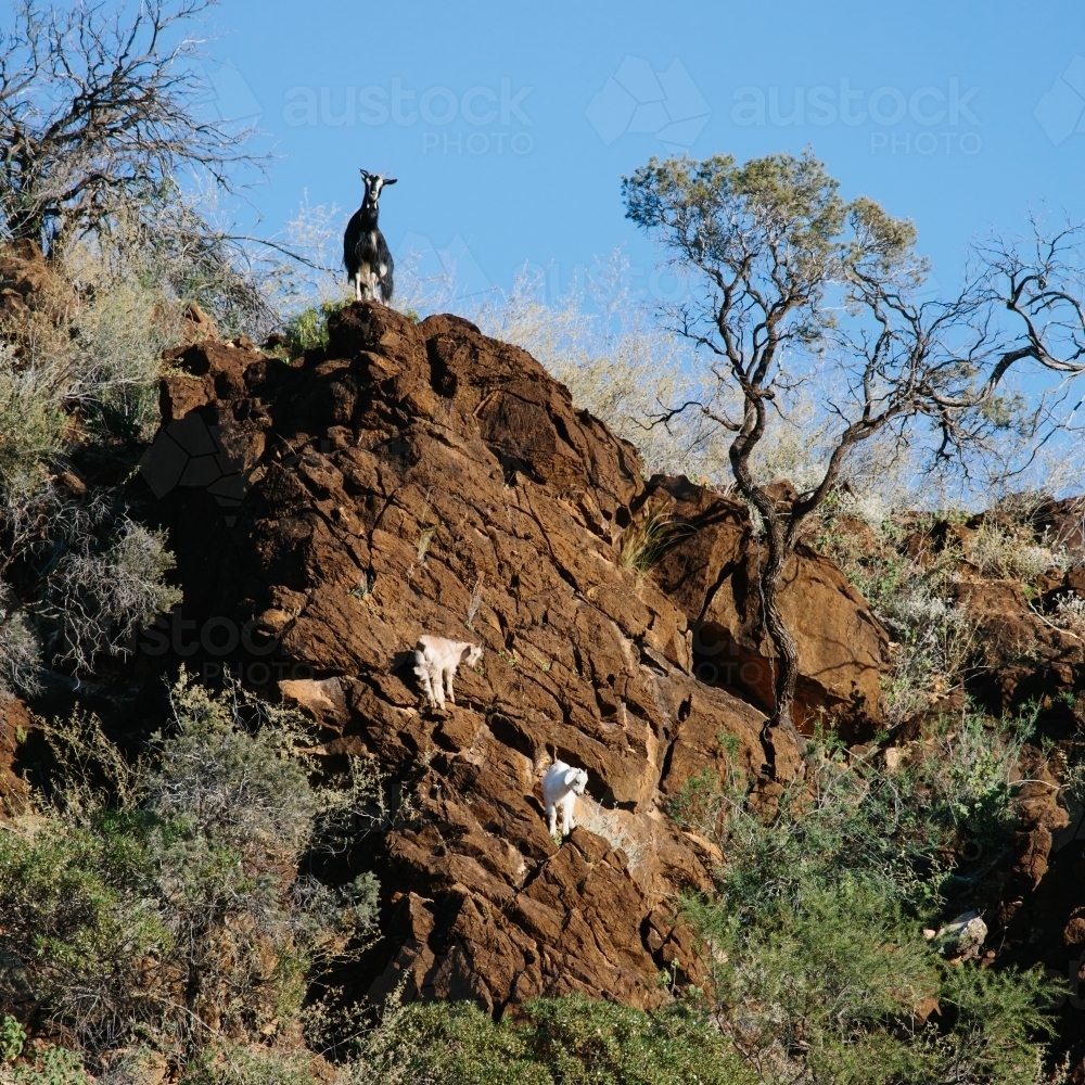 Wild goats on a rocky cliff in a national park - Australian Stock Image