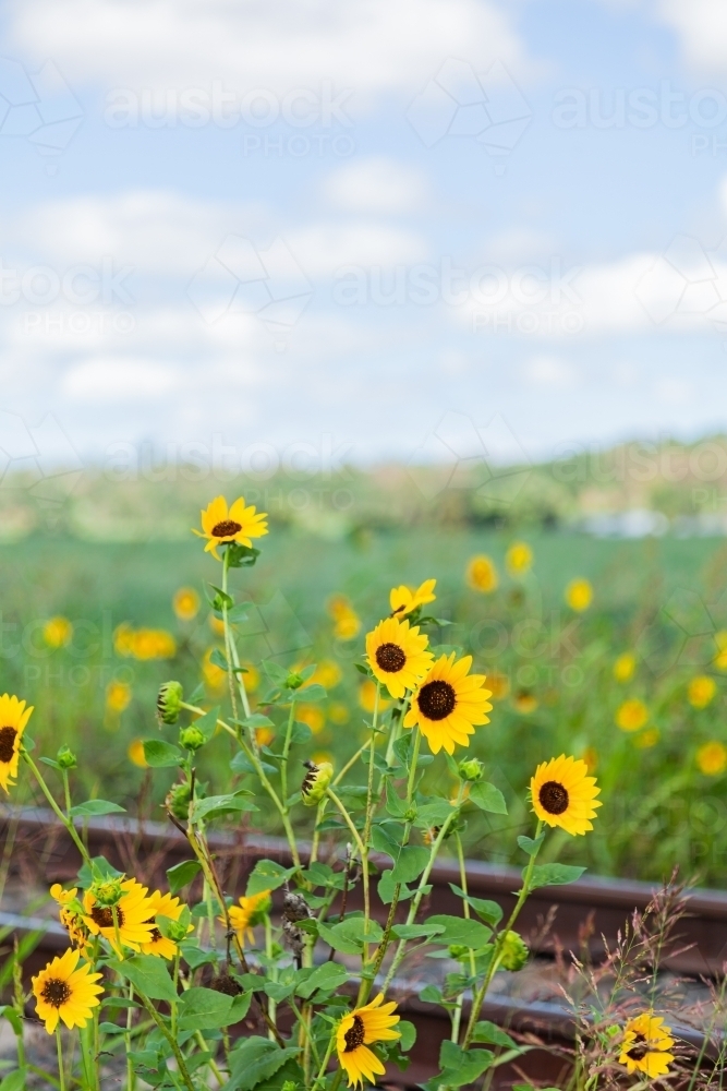 Wild golden sunflowers blooming beside a railway line - Australian Stock Image
