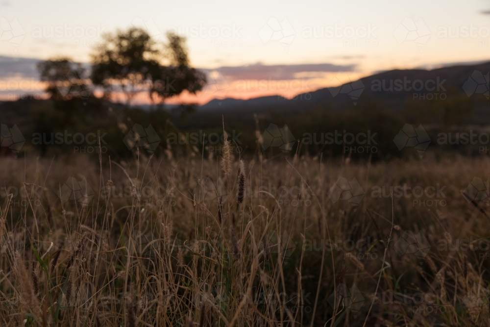 Wild grass at dusk with a hazy background sunset - Australian Stock Image