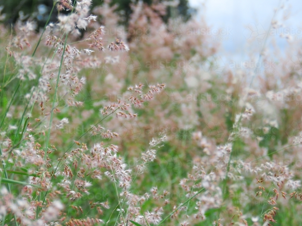Wild grass flowering on an embankment - Australian Stock Image