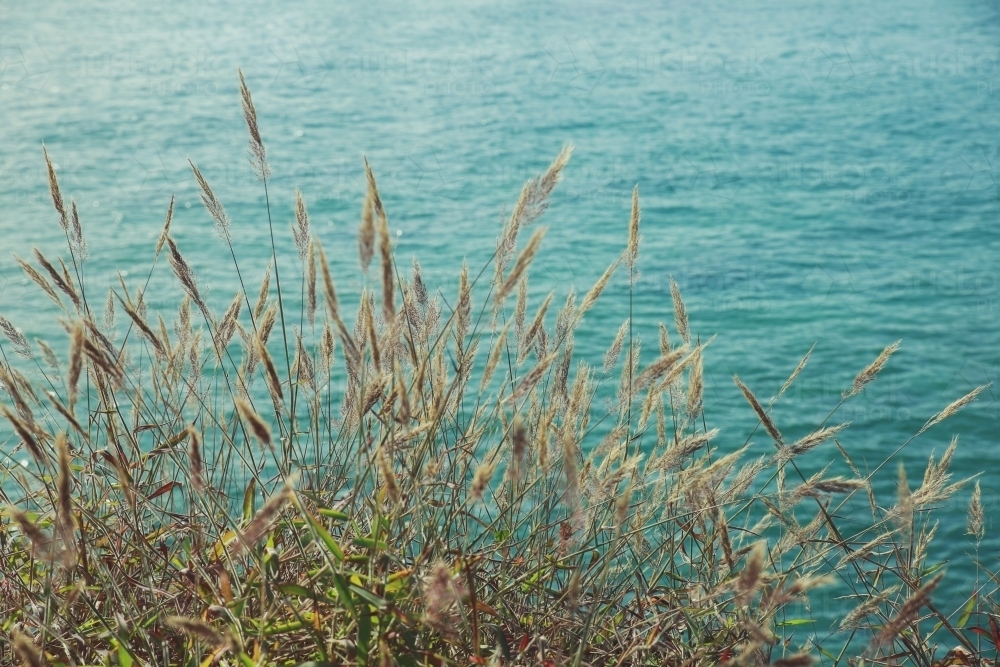 Wild grass flowers by the coast - Australian Stock Image