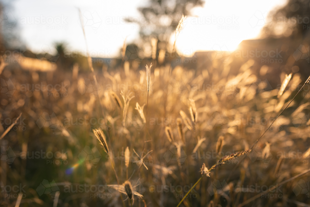 Wild grass with seed heads glowing in golden afternoon light - Australian Stock Image