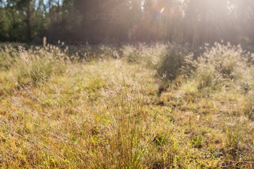 wild grasses growing in a paddock - Australian Stock Image