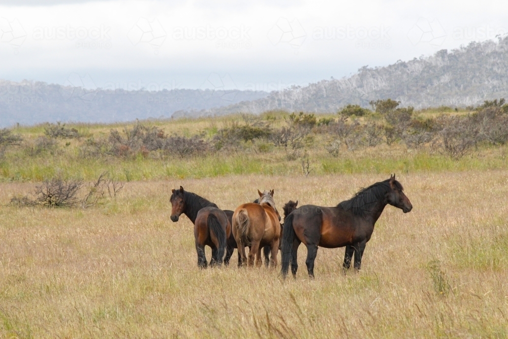 Wild horses brumbies grazing in open grassy field - Australian Stock Image