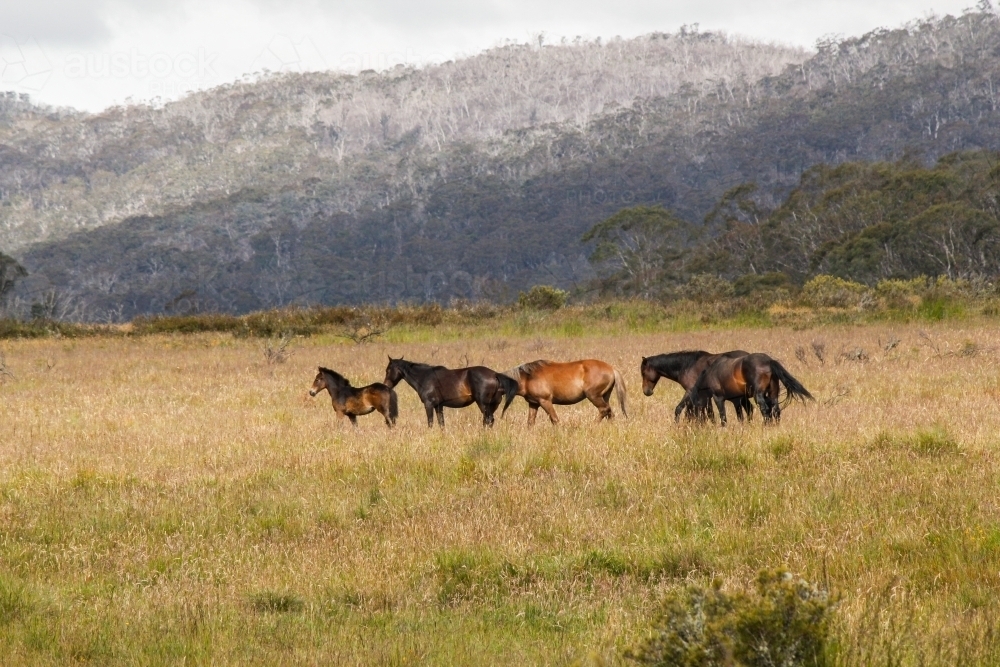 Wild horses brumbies grazing in open grassy field - Australian Stock Image