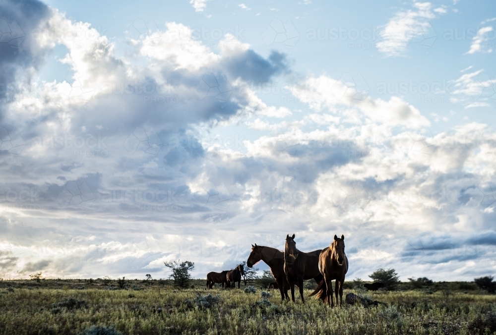 Wild horses in the outback - Australian Stock Image
