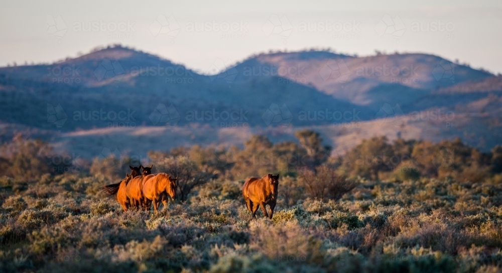 Wild horses in the outback - Australian Stock Image
