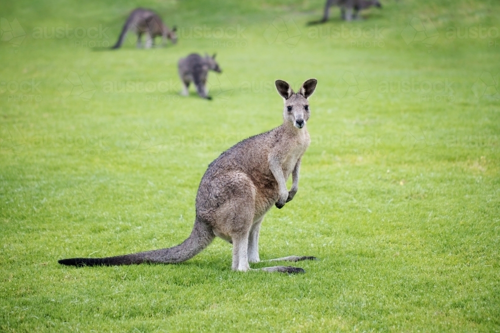 wild juvenile eastern grey kangaroo with other kangaroos from its mob in the back ground - Australian Stock Image