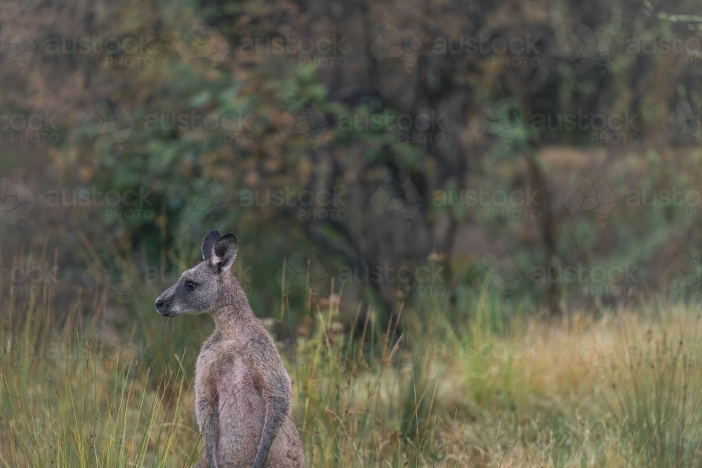 Wild kangaroo in the historic gold mining town of Hill End - Australian Stock Image