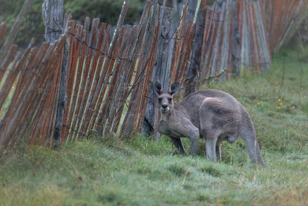 Wild kangaroo in the historic gold mining town of Hill End - Australian Stock Image