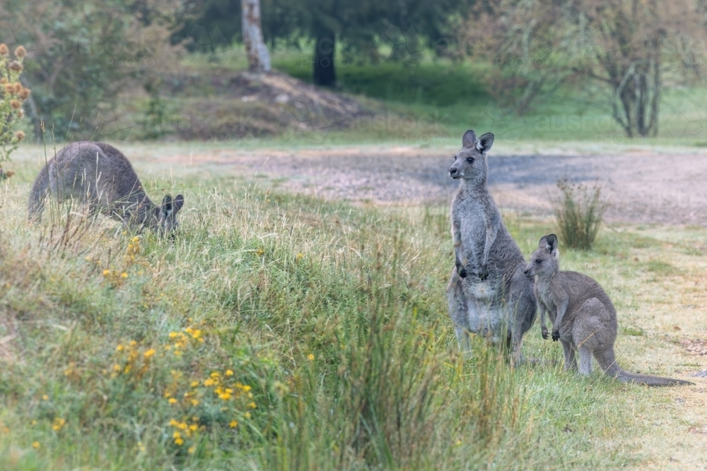 Wild kangaroos grazing in the historic gold mining town of Hill End - Australian Stock Image