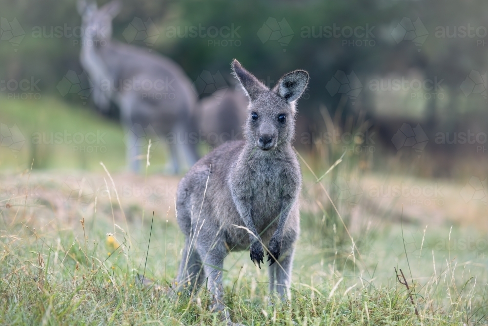 Wild kangaroos in the historic gold mining town of Hill End - Australian Stock Image