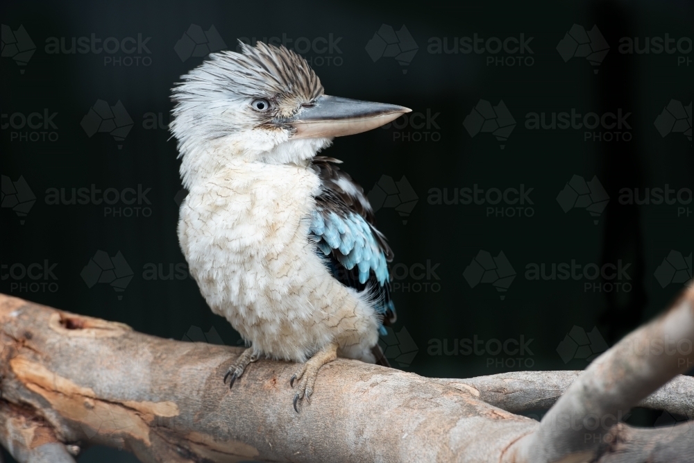 wild kookaburra sitting on gum tree branch - Australian Stock Image