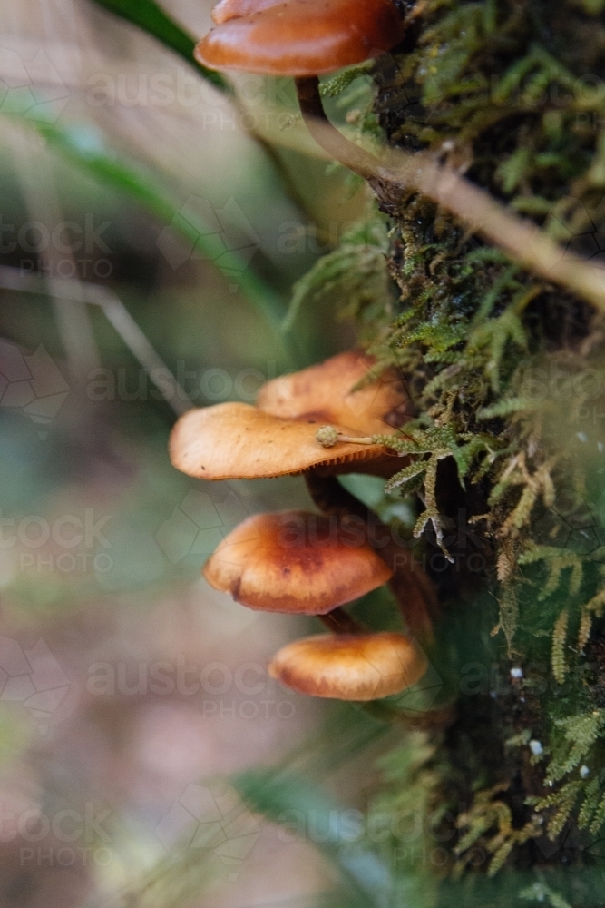 Wild mushrooms growing on a moss covered tree trunk - Australian Stock Image
