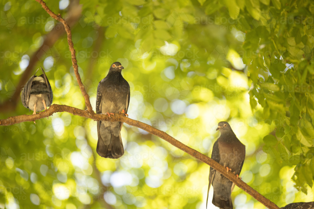 Wild pigeons perched in tree canopy - Australian Stock Image