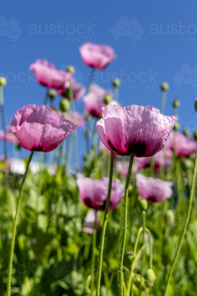Wild pink poppies against blue sky - Australian Stock Image