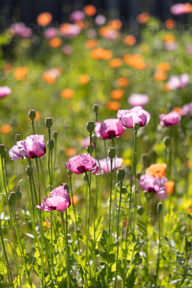 Wild pink poppies and orange poppies in background - Australian Stock Image