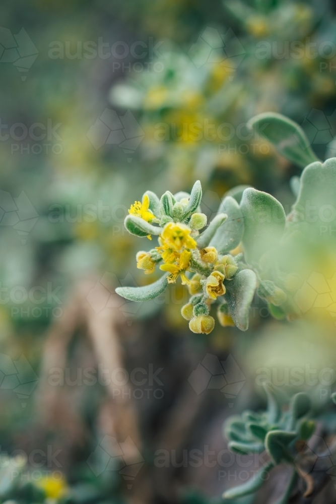 Wild plants with yellow flowers - Australian Stock Image