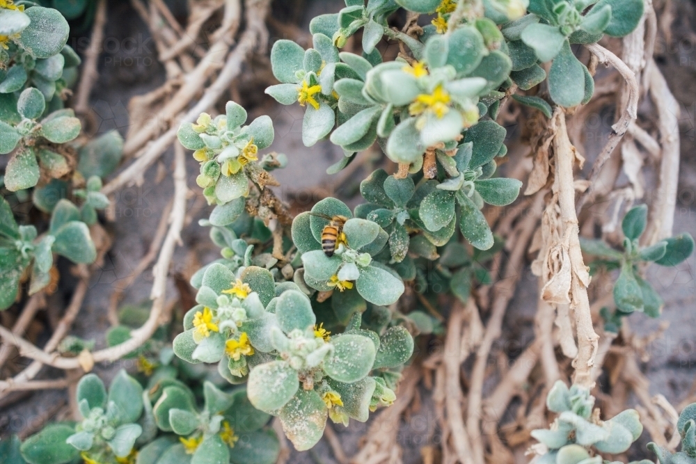 Wild plants with yellow flowers - Australian Stock Image