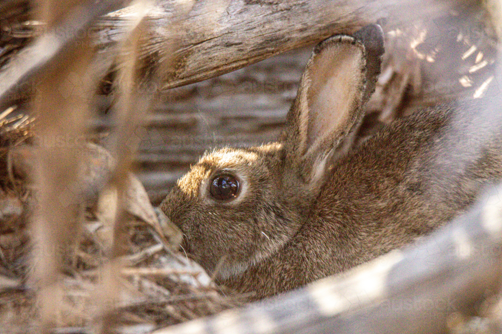 Wild rabbit hiding in logs - Australian Stock Image