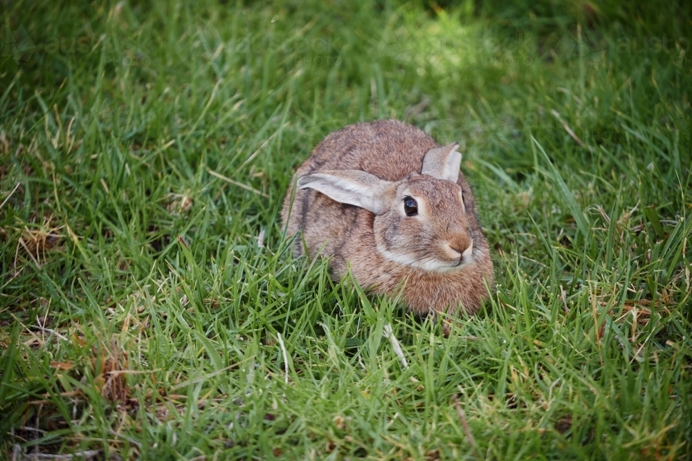 Wild Rabbit Lying on Grass - Australian Stock Image