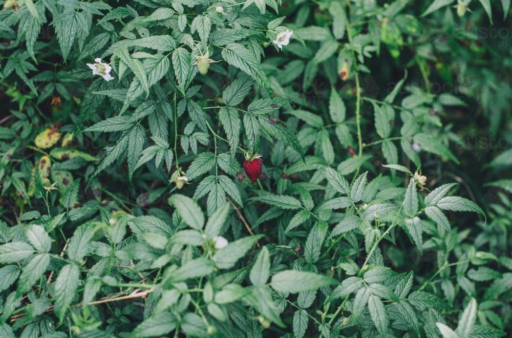 Wild raspberry amongst green leaves - Australian Stock Image