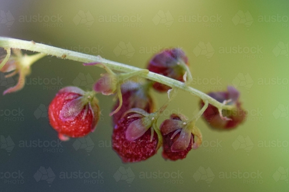 Wild red berries with water droplets with blurred green background - Australian Stock Image