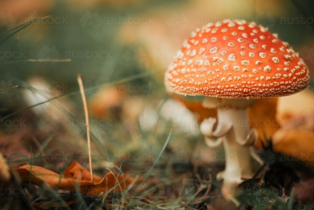 Wild red mushrooms growing among autumn leaves in the Blue Mountains - Australian Stock Image