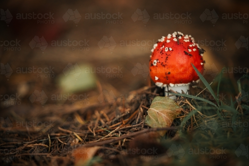 Wild red mushrooms growing among autumn leaves in the Blue Mountains - Australian Stock Image