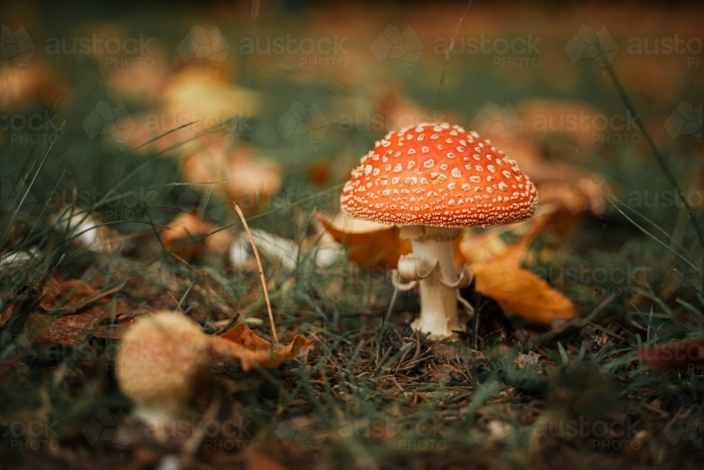 Wild red mushrooms growing among autumn leaves in the Blue Mountains - Australian Stock Image
