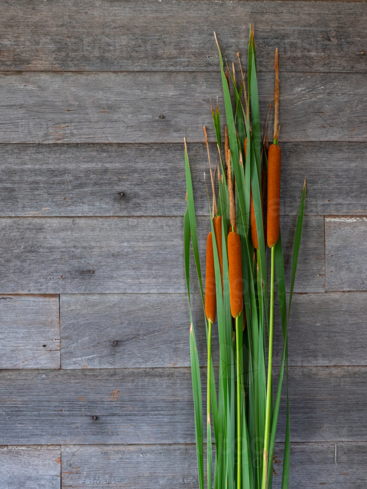 Wild River Reeds against an old timber wall - Australian Stock Image