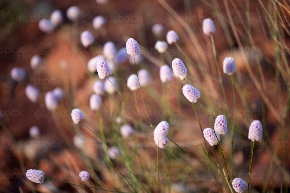 Wild roadside mulla mulla in morning light - Australian Stock Image