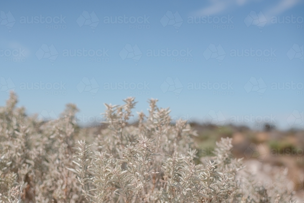 Wild Rosemary (also called Coastal Daisy Bush, Olearia axillaris) is an extremely hardy native shrub - Australian Stock Image