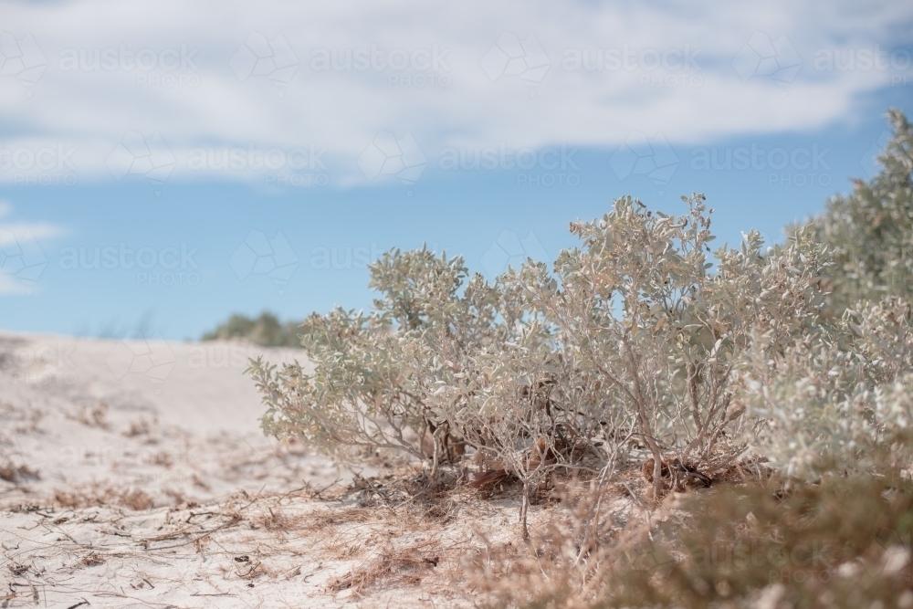 wild rosemary bush - Australian Stock Image