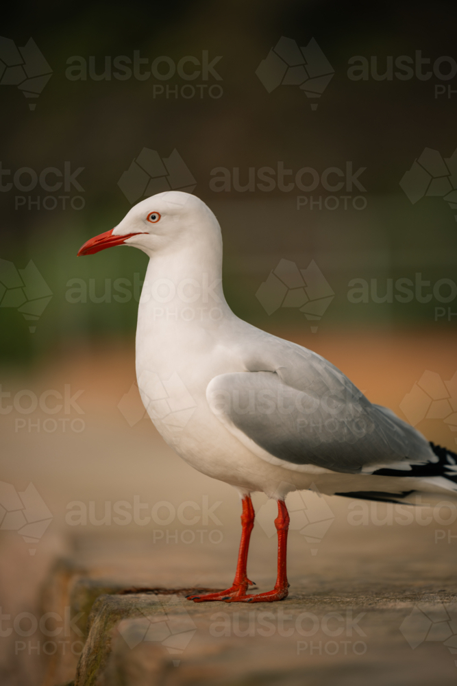 Wild seagull with vibrant orange beak and legs - Australian Stock Image