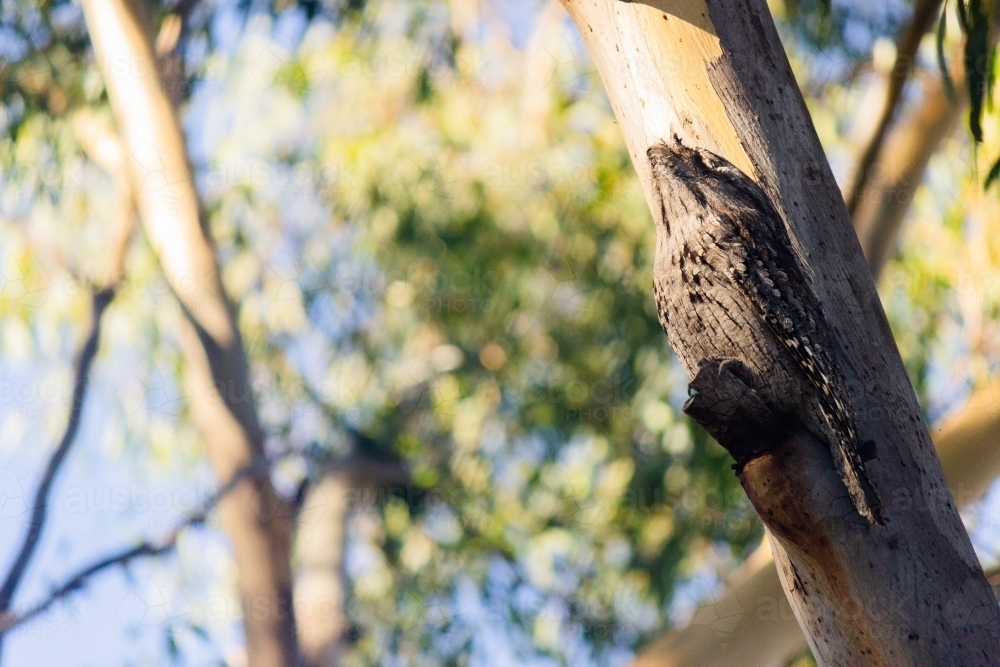 Wild tawny frogmouth on tree branch - Australian Stock Image