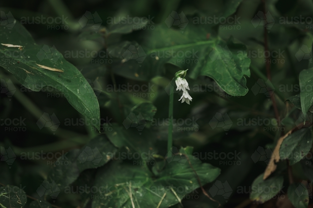 Wild white bell flowers growing in lush green undergrowth - Australian Stock Image