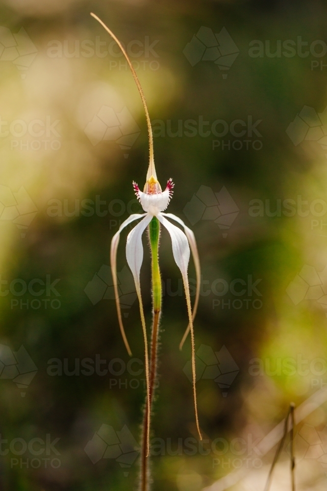 Wildflower - Australian Stock Image