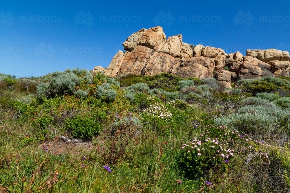 Wildflowers and scrub in front of large rocky outcrop. - Australian Stock Image